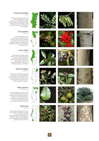 7
Fraxinus angustifolia
Freixo
Árvore de grande porte, até 25 m de
altura, componente da floresta
ribeirinha, em localizações com o nível
freático um pouco mais profundo. Muito
utilizada para fins ornamentais, produz
uma madeira apreciada e as folhas têm
valor forrageiro.
Ilex aquifolium
Azevinho
Árvore típica dos carvalhais
submontanos e montanos, pode
alcançar os 25 m de altura. Apresenta
um elevado valor ornamental, não só
pelos seus frutos, muito associados às
festividades natalícias, mas também pela
densa copa perene.
Laurus nobilis
Loureiro
Espécie arbórea típica das regiões
litorais, de clima sem grandes rigores
invernais. Prefere estações mais
húmidas e atinge os 20 m de altura. É
muito usada em paisagismo e
arborizações urbanas, sendo as suas
folhas um tradicional condimento.
Ligustrum vulgare
Alfenheiro
Arbusto ou, mais raramente, pequena
árvore até 5 m, típica das regiões de
solos derivados de rochas básicas. Possui
interesse ornamental, usando-se para a
constituição de sebes, tendo as suas
folhas propriedades medicinais.
Malus sylvestris
Macieira-brava
Árvore de pequeno porte, até 15 m de
altura, distribui-se pelas regiões mais
frias do Norte e do Centro, em pinhais e
carvalhais. Tem sobretudo interesse
ornamental e ecológico e diferencia-se
da macieira cultivada pelas folhas
glabras e pelos abundantes espinhos.
Myrica faya
Samouco
Espécie arbórea de pequeno porte, até
12 m, que ocorre sobretudo nos pinhais
da costa ocidental arenosa do
Continente, ao abrigo dos grandes frios.
Também é vulgar nos arquipélagos dos
Açores e da Madeira, a baixas altitudes,
produzindo frutos comestíveis.
 