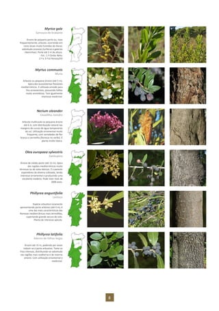 8
Myrica gale
Samouco-de-brabante
Árvore de pequeno porte ou, mais
frequentemente, arbusto, ocorrendo em
raros locais muito húmidos do litoral,
sobretudo arenoso (turfeiras e galerias
ribeirinhas). Porte até 3 m de altura.
Fot.: 1.ª Carlos Neto;
2.ª e 3.ª AJ Pereira/FO
Myrtus communis
Murta
Arbusto ou pequena árvore (até 5 m),
típica dos ecossistemas florestais
mediterrânicos. É utilizada amiúde para
fins ornamentais, possuindo folhas
muito aromáticas. Tem igualmente
interesse medicinal.
Nerium oleander
Cevadilha, loendro
Arbusto multicaule ou pequena árvore
até 6 m, com distribuição natural nas
margens de cursos de água temporários
do sul. Utilização ornamental muito
frequente, com variedades de flor
branca a vermelha (floresce no verão). É
planta muito tóxica.
Olea europaea sylvestris
Zambujeiro
Árvore de médio porte (até 15 m), típica
das regiões mediterrânicas muito
térmicas ou de solos básicos. É a parente
espontânea da oliveira cultivada, tendo
interesse ornamental e produzindo uma
excelente madeira. Pode viver mais de
2000 anos.
Phillyrea angustifolia
Lentisco
Espécie arbustiva raramente
apresentando porte arbóreo (até 4 m), é
uma das mais características das
florestas mediterrânicas mais termófilas,
suportando grande secura do solo.
Planta de interesse apícola.
Phillyrea latifolia
Aderno-de-folhas-largas
Árvore até 15 m, podendo por vezes
reduzir-se a porte arbustivo. Teme os
frios intensos, distribuindo-se sobretudo
nas regiões mais soalheiras e de inverno
ameno. Com utilização ornamental e
medicinal.
 