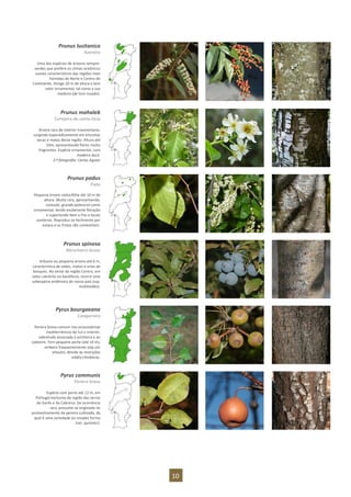 10
Prunus lusitanica
Azereiro
Uma das espécies de árvores sempre-
verdes que prefere os climas oceânicos
suaves característicos das regiões mais
húmidas do Norte e Centro do
Continente. Atinge 20 m de altura e tem
valor ornamental, tal como a sua
madeira (de tom rosado).
Prunus mahaleb
Cerejeira-de-santa-lúcia
Árvore rara do interior trasmontano,
surgindo esporadicamente em encostas
secas e matas desta região. Altura até
10m, apresentando flores muito
fragrantes. Espécie ornamental, com
madeira dura.
2.ª fotografia: Carlos Aguiar
Prunus padus
Pado
Pequena árvore caducifólia até 10 m de
altura. Muito rara, apresentando,
contudo, grande potencial como
ornamental, tendo exuberante floração
e suportando bem o frio e locais
sombrios. Reproduz-se facilmente por
estaca e os frutos são comestíveis.
Prunus spinosa
Abrunheiro-bravo
Arbusto ou pequena árvore até 6 m,
característica de sebes, matos e orlas de
bosques. No oeste da região Centro, em
solos calcários ou basálticos, ocorre uma
subespécie endémica do nosso país (ssp.
insititioides).
Pyrus bourgaeana
Catapereiro
Pereira brava comum nos ecossistemas
mediterrânicos do Sul e interior,
sobretudo associada à azinheira e ao
sobreiro. Tem pequeno porte (até 10 m),
embora frequentemente seja um
arbusto, devido às restrições
edafo-climáticas.
Pyrus communis
Pereira-brava
Espécie com porte até 12 m, em
Portugal exclusiva da região das serras
do Gerês e da Cabreira. De ocorrência
rara, presume-se originada no
assilvestramento da pereira cultivada, da
qual é uma variedade ou simples forma
(var. pyraster).
 