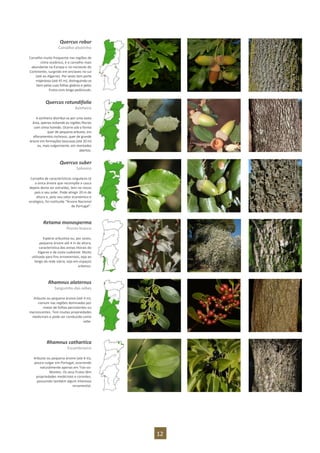 12
Quercus robur
Carvalho-alvarinho
Carvalho muito frequente nas regiões de
clima oceânico, é o carvalho mais
abundante na Europa e no noroeste do
Continente, surgindo em enclaves no sul
(até ao Algarve). Por vezes tem porte
majestoso (até 45 m), distinguindo-se
bem pelas suas folhas glabras e pelos
frutos com longo pedúnculo.
Quercus rotundifolia
Azinheira
A azinheira distribui-se por uma vasta
área, apenas evitando as regiões litorais
com clima húmido. Ocorre sob a forma
quer de pequeno arbusto, em
afloramentos rochosos, quer de grande
árvore em formações boscosas (até 20 m)
ou, mais vulgarmente, em montados
abertos.
Quercus suber
Sobreiro
Carvalho de características singulares (é
a única árvore que recompõe a casca
depois desta ser extraída), tem no nosso
país o seu solar. Pode atingir 20 m de
altura e, pelo seu valor económico e
ecológico, foi instituída “Árvore Nacional
de Portugal”.
Retama monosperma
Piorno-branco
Espécie arbustiva ou, por vezes,
pequena árvore até 4 m de altura,
característica das areias litorais do
Algarve e da costa sudoeste. Muito
utilizada para fins ornamentais, seja ao
longo da rede viária, seja em espaços
urbanos.
Rhamnus alaternus
Sanguinho-das-sebes
Arbusto ou pequena árvore (até 4 m),
comum nas regiões dominadas por
matas de folhas persistentes ou
marcescentes. Tem muitas propriedades
medicinais e pode ser conduzida como
sebe.
Rhamnus cathartica
Escambroeiro
Arbusto ou pequena árvore (até 6 m),
pouco vulgar em Portugal, ocorrendo
naturalmente apenas em Trás-os-
Montes. Os seus frutos têm
propriedades medicinais e corantes,
possuindo também algum interesse
ornamental.
 