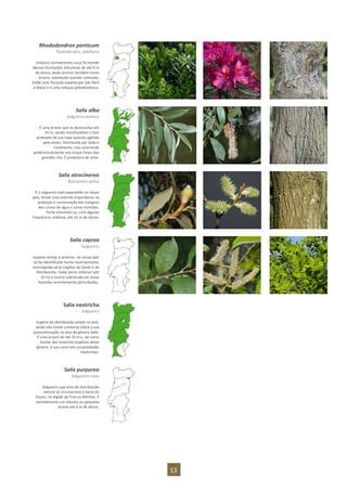 13
Rhododendron ponticum
Rododendro, adelfeira
Embora normalmente surja formando
densas formações arbustivas de até 4 m
de altura, pode ocorrer também como
árvore, sobretudo quando cultivada.
Exibe uma floração espetacular (de Abril
a Maio) e é uma relíquia paleobotânica.
Salix alba
Salgueiro-branco
É uma árvore que se desenvolve até
25 m, sendo inconfundível o tom
prateado da sua copa quando agitada
pelo vento. Distribuída por todo o
Continente, mas ocorrendo
preferencialmente nos troços finais dos
grandes rios. É produtora de vime.
Salix atrocinerea
Borrazeira-preta
É o salgueiro mais expandido no nosso
país, tendo uma enorme importância na
proteção e conservação das margens
dos cursos de água e zonas húmidas.
Porte arbustivo ou, com alguma
frequência, arbóreo, até 15 m de altura.
Salix caprea
Salgueiro
Espécie similar à anterior, no nosso país
só foi identificada muito recentemente,
restringindo-se às regiões do Gerês e de
Montesinho. Exibe porte arbóreo (até
10 m) e ocorre sobretudo em áreas
húmidas recentemente perturbadas.
Salix neotricha
Salgueiro
Espécie de distribuição ampla no país,
ainda não existe consenso sobre a sua
autonomização no seio do género Salix.
É uma árvore de até 20 m e, tal como
muitas das restantes espécies deste
género, a sua casca tem propriedades
medicinais.
Salix purpurea
Salgueiro-roxo
Salgueiro cuja área de distribuição
natural se circunscreve à bacia do
Douro, na região de Trás-os-Montes. É
normalmente um arbusto ou pequena
árvore até 6 m de altura.
 