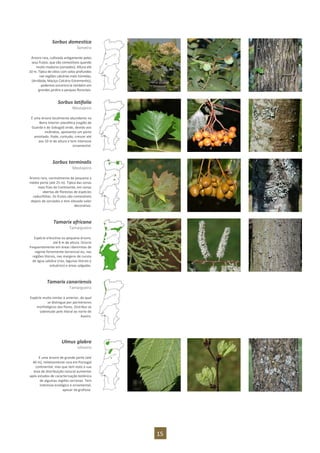 15
Sorbus domestica
Sorveira
Árvore rara, cultivada antigamente pelos
seus frutos, que são comestíveis quando
muito maduros (sorvados). Altura até
10 m. Típica de sítios com solos profundos
nas regiões calcárias mais húmidas,
(Arrábida, Maciço Calcário Estremenho),
podemos encontra-la também em
grandes jardins e parques florestais.
Sorbus latifolia
Mostajeiro
É uma árvore localmente abundante na
Beira Interior planáltica (região da
Guarda e do Sabugal) onde, devido aos
incêndios, apresenta um porte
amoitado. Pode, contudo, crescer até
aos 10 m de altura e tem interesse
ornamental.
Sorbus torminalis
Mostajeiro
Árvore rara, normalmente de pequeno a
médio porte (até 25 m). Típica das zonas
mais frias do Continente, em zonas
abertas de florestas de espécies
caducifólias. Os frutos são comestíveis
depois de sorvados e tem elevado valor
decorativo.
Tamarix africana
Tamargueira
Espécie arbustiva ou pequena árvore,
até 8 m de altura. Ocorre
frequentemente em áreas ribeirinhas de
regime fortemente torrencial ou, nas
regiões litorais, nas margens de cursos
de água salobra (rias, lagunas litorais e
estuários) e áreas salgadas.
Tamarix canariensis
Tamargueira
Espécie muito similar à anterior, da qual
se distingue por pormenores
morfológicos das flores. Distribui-se
sobretudo pelo litoral ao norte de
Aveiro.
Ulmus glabra
Ulmeiro
É uma árvore de grande porte (até
40 m), relativamente rara em Portugal
continental, mas que tem visto a sua
área de distribuição natural aumentar
após estudos de caracterização botânica
de algumas regiões serranas. Tem
interesse ecológico e ornamental,
apesar da grafiose.
 