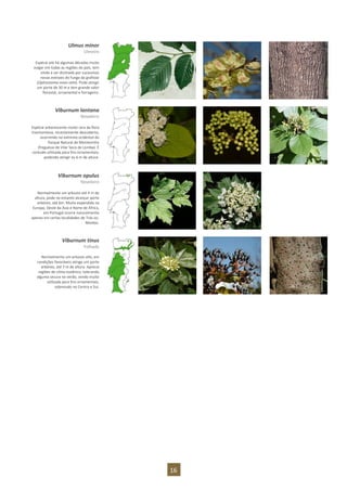 16
Ulmus minor
Ulmeiro
Espécie até há algumas décadas muito
vulgar em todas as regiões do país, tem
vindo a ser dizimada por sucessivas
novas estirpes do fungo da grafiose
(Ophiostoma novo-ulmi). Pode atingir
um porte de 30 m e tem grande valor
florestal, ornamental e forrageiro.
Viburnum lantana
Noveleiro
Espécie arborescente muito rara da flora
trasmontana, recentemente descoberta,
ocorrendo no extremo ocidental do
Parque Natural de Montesinho
(freguesia de Vilar Seco de Lomba). É
contudo utilizada para fins ornamentais,
podendo atingir os 6 m de altura.
Viburnum opulus
Noveleiro
Normalmente um arbusto até 4 m de
altura, pode no entanto alcançar porte
arbóreo, até 6m. Muito expandida na
Europa, Oeste da Ásia e Norte de África,
em Portugal ocorre naturalmente
apenas em certas localidades de Trás-os-
Montes.
Viburnum tinus
Folhado
Normalmente um arbusto alto, em
condições favoráveis atinge um porte
arbóreo, até 7 m de altura. Aprecia
regiões de clima oceânico, tolerando
alguma secura no verão, sendo muito
utilizada para fins ornamentais,
sobretudo no Centro e Sul.
 