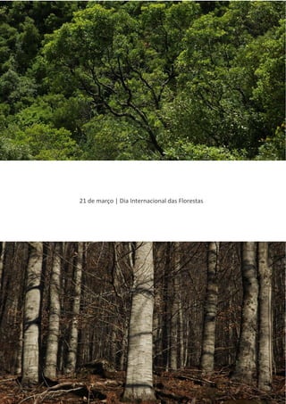 21 de março | Dia Internacional das Florestas
 