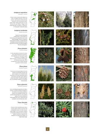3
Juniperus oxycedrus
Oxicedro, zimbro
Árvore muito ornamental, adapta-se
bem às regiões quentes e secas do
interior, por vezes em afloramentos
rochosos. Com crescimento lento,
pode atingir médio porte (até 15 m de
altura) e as suas folhas e “bagas” têm
larga aplicação cosmética e medicinal.
2.ª fotografia: Sebastião Maia
Juniperus turbinata
Sabina-da-praia
Espéciedevastadistribuição
mediterrânicae macaronésia,no
Continenteocorreespontâneaparasuldo
Cabo Mondego.Arbustooupequena
árvoreaté 8mdealtura,naMata Nacional
dosMedosassocia-seao pinheiro-manso
paraformar umadas maisbelaspaisagens
florestais portuguesas.
Pinus pinaster
Pinheiro-bravo
A mais abundante resinosa no nosso
país, pode atingir 40 m de altura.
Desempenha um importante papel
económico e ecológico e foi
determinante na história de Portugal.
O Pinhal de Leiria (séc. XII) é
considerado o mais antigo exemplo
mundial de reflorestação.
Pinus pinea
Pinheiro-manso
É uma árvore de copa ampla, com uma
silhueta inconfundível, até 30 m de
altura. Espécie com crescente valor
económico, foi muito importante para a
construção naval pelo menos desde o
tempo dos árabes. O pinhão português
tem uma elevada cotação nos mercados
internacionais.
Pinus sylvestris
Pinheiro-silvestre
Com uma dilatada expansão até à época
romana, a pressão antrópica extinguiu-o
em todas as montanhas do Norte e
Centro, com excepção do Gerês. De
grande porte (até 40 m) e com madeira
valiosa,foi muito utilizado na
reflorestação das serras, sobretudo para
proteção e reconstituição dos solos.
Taxus baccata
Teixo
Outrora muito abundante por toda a
Europa, hoje constitui uma das mais
ameaçadas árvores no meio natural.
Pode atingir os 20 m de altura. Espécie
com grande simbolismo para os povos
galaico-lusitanos, surgindo com
frequência na toponímia antiga e na
religiosidade pagã.
 