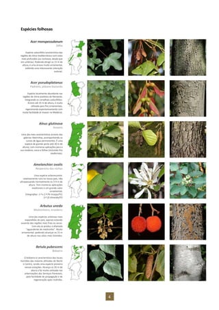4
Espécies folhosas
Acer monspessulanum
Zelha
Espécie caducifólia característica das
regiões de clima mediterrânico com solos
mais profundos (ou rochosos, desde que
em umbrias). Podendo atingir os 15 m de
altura, é uma árvore muito ornamental,
exibindo uma interessante coloração
outonal.
Acer pseudoplatanus
Padreiro, plátano-bastardo
Espécie localmente abundante nas
regiões de clima oceânico do Noroeste,
integrando os carvalhais caducifólios.
Árvore até 35 m de altura, é muito
utilizada para fins ornamentais,
regenerando espontaneamente com
muita facilidade (é invasor na Madeira).
Alnus glutinosa
Amieiro
Uma das mais características árvores das
galerias ribeirinhas, acompanhando os
cursos de água permanentes. É uma
espécie de grande porte (até 30 m de
altura), com inúmeras aplicações para a
sua madeira, casca e folhas (incluindo fins
medicinais).
Amelanchier ovalis
Nespereira-das-rochas
Uma espécie arborescente,
relativamente rara no nosso país, não
ultrapassando normalmente os 3-4 m de
altura. Tem inúmeras aplicações
medicinais e um grande valor
ornamental.
Fotografias: 1.ª e 2.ª PV Araújo/FO;
3.ª JD Almeida/FO
Arbutus unedo
Medronheiro, ervedeiro
Uma das espécies arbóreas mais
expandidas do país, apenas estando
ausente das regiões mais frias ou secas.
Com ela se produz a afamada
“aguardente de medronho”. Muito
ornamental, podendo alcançar os 15 m
de altura nos sítios mais húmidos.
Betula pubescens
Bidoeiro
O bidoeiro é característico dos locais
húmidos das maiores altitudes do Norte
e Centro, sendo uma espécie pioneira
nessas estações. Alcança os 20 m de
altura e foi muito utilizada nas
arborizações dos Serviços Florestais,
pela facilidade de propagação e de
regeneração após incêndio.
 