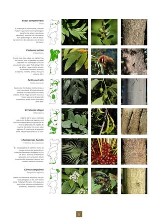 5
Buxus sempervirens
Buxo
É uma espécie arborescente, utilizada
muito frequentemente em jardinagem
(para formar sebes e esculturas
arbustivas), mas que em crescimento
livre pode atingir os 10m de altura.
Característica dos vales dos rios da bacia
do Douro.
Castanea sativa
Castanheiro
Árvore hoje mais vulgar nas regiões frias
do interior, teve no passado um papel
relevante nas sociedades rurais um
pouco por todo o país. Pode atingir 30m
de altura e viver muitos séculos,
fornecendo inúmeros produtos
(castanha, madeira, lenhas, tiras para
cestaria, etc.).
Celtis australis
Lódão-bastardo
Espécie de distribuição mediterrânica e
centro-europeia, é frequentemente
utilizada em arborizações em meios
urbanos. Pode chegar aos 25m e os seus
frutos (pequenas drupas) são
comestíveis, sendo muito apreciados
pelas aves.
Ceratonia siliqua
Alfarrobeira
Espécie até há pouco cultivada
sobretudo do Barrocal algarvio, está
hoje muito expandida para produção de
fruto (a alfarroba) nas regiões de
inverno não muito frio e com solos
argilosos. É uma árvore de pequeno
porte, não ultrapassando os 10-15m.
Chamaerops humilis
Palmeira-das-vassouras
É a única espécie de palmeira nativa da
Europa continental, podendo em
condições favoráveis ultrapassar os 5m
de altura, embora normalmente
apresente porte arbustivo. Muito
ornamental e resistente à secura, tem
também interesse alimentar.
Cornus sanguinea
Sanguinho-legítimo
Espécie normalmente arbustiva, mas por
vezes atingindo os 6m, com tronco
único. Exibe bela floração. Uma pequena
árvore com interesse ornamental e,
sobretudo, medicinal e culinário.
 