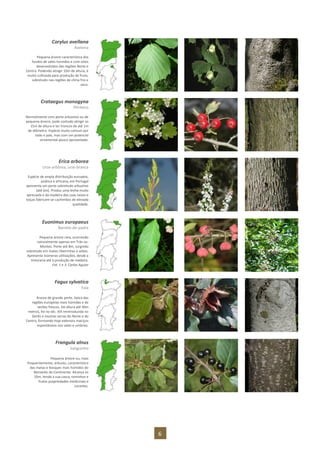 6
Corylus avellana
Aveleira
Pequena árvore característica dos
fundos de vales húmidos e com solos
desenvolvidos das regiões Norte e
Centro. Podendo atingir 10m de altura, é
muito cultivada para produção de fruto,
sobretudo nas regiões de clima frio e
seco.
Crataegus monogyna
Pilriteiro
Normalmente com porte arbustivo ou de
pequena árvore, pode contudo atingir os
15m de altura e ter troncos de até 1m
de diâmetro. Espécie muito comum por
todo o país, mas com um potencial
ornamental pouco aproveitado.
Erica arborea
Urze-arbórea, urze-branca
Espécie de ampla distribuição europeia,
asiática e africana, em Portugal
apresenta um porte sobretudo arbustivo
(até 6m). Produz uma lenha muito
apreciada e da madeira das suas raízes e
toiças fabricam-se cachimbos de elevada
qualidade.
Euonimus europaeus
Barrete-de-padre
Pequena árvore rara, ocorrendo
naturalmente apenas em Trás-os-
Montes. Porte até 8m, surgindo
sobretudo em matas ribeirinhas e sebes.
Apresenta inúmeras utilizações, desde a
tinturaria até à produção de madeira.
Fot. 1 e 3: Carlos Aguiar
Fagus sylvatica
Faia
Árvore de grande porte, típica das
regiões europeias mais húmidas e de
verões frescos. De altura até 40m
metros, foi no séc. XIX reintroduzida no
Gerês e noutras serras do Norte e do
Centro, formando hoje extensos maciços
espontâneos nos vales e umbrias.
Frangula alnus
Sanguinho
Pequena árvore ou, mais
frequentemente, arbusto, característico
das matas e bosques mais húmidos do
Noroeste do Continente. Alcança os
10m, tendo a sua casca, raminhos e
frutos propriedades medicinais e
corantes.
 