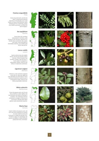 7
Fraxinus angustifolia
Freixo
Árvore de grande porte, até 25m de
altura, componente da floresta
ribeirinha, em localizações com o nível
freático um pouco mais profundo. Muito
utilizada para fins ornamentais, produz
uma madeira apreciada e as folhas têm
valor forrageiro.
Ilex aquifolium
Azevinho
Árvore típica dos carvalhais
submontanos e montanos, pode
alcançar os 25m de altura. Apresenta um
elevado valor ornamental, não só pelos
seus frutos, muito associados às
festividades natalícias, mas também pela
densa copa perene.
Laurus nobilis
Loureiro
Espécie arbórea típica das regiões
litorais, de clima sem grandes rigores
invernais. Prefere estações mais
húmidas e atinge os 20m de altura. É
muito usada em paisagismo e
arborizações urbanas, sendo as suas
folhas um tradicional condimento.
Ligustrum vulgare
Alfenheiro
Arbusto ou, mais raramente, pequena
árvore até 5m, típica das regiões de
solos derivados de rochas básicas. Possui
interesse ornamental, usando-se para a
constituição de sebes, tendo as suas
folhas propriedades medicinais.
Malus sylvestris
Macieira-brava
Árvore de pequeno porte, até 15m de
altura, distribui-se pelas regiões mais
frias do Norte e do Centro, em pinhais e
carvalhais. Tem sobretudo interesse
ornamental e ecológico e diferencia-se
da macieira cultivada pelas folhas
glabras e pelos abundantes espinhos.
Myrica faya
Samouco
Espécie arbórea de pequeno porte, até
12m, que ocorre sobretudo nos pinhais
da costa ocidental arenosa do
Continente, ao abrigo dos grandes frios.
Também é vulgar nos arquipélagos dos
Açores e da Madeira, a baixas altitudes,
produzindo frutos comestíveis.
 