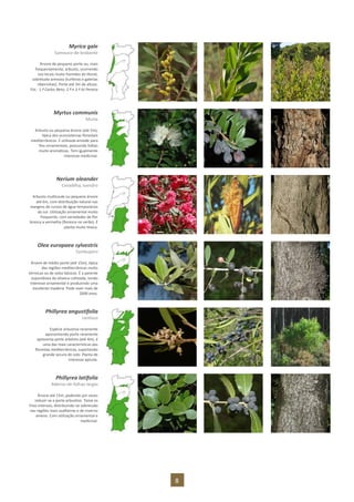 8
Myrica gale
Samouco-de-brabante
Árvore de pequeno porte ou, mais
frequentemente, arbusto, ocorrendo
nos locais muito húmidos do litoral,
sobretudo arenoso (turfeiras e galerias
ribeirinhas). Porte até 3m de altura.
Fot.: 1.ª Carlos Neto; 2.ª e 3.ª AJ Pereira
Myrtus communis
Murta
Arbusto ou pequena árvore (até 5m),
típica dos ecossistemas florestais
mediterrânicos. É utilizada amiúde para
fins ornamentais, possuindo folhas
muito aromáticas. Tem igualmente
interesse medicinal.
Nerium oleander
Cevadilha, loendro
Arbusto multicaule ou pequena árvore
até 6m, com distribuição natural nas
margens de cursos de água temporários
do sul. Utilização ornamental muito
frequente, com variedades de flor
branca a vermelha (floresce no verão). É
planta muito tóxica.
Olea europaea sylvestris
Zambujeiro
Árvore de médio porte (até 15m), típica
das regiões mediterrânicas muito
térmicas ou de solos básicos. É a parente
espontânea da oliveira cultivada, tendo
interesse ornamental e produzindo uma
excelente madeira. Pode viver mais de
2000 anos.
Phillyrea angustifolia
Lentisco
Espécie arbustiva raramente
apresentando porte raramente
apresenta porte arbóreo (até 4m), é
uma das mais características das
florestas mediterrânicas, suportando
grande secura do solo. Planta de
interesse apícola.
Phillyrea latifolia
Aderno-de-folhas-largas
Árvore até 15m, podendo por vezes
reduzir-se a porte arbustivo. Teme os
frios intensos, distribuindo-se sobretudo
nas regiões mais soalheiras e de inverno
ameno. Com utilização ornamental e
medicinal.
 