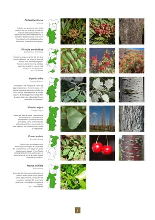 9
Pistacia lentiscus
Aroeira
Arbusto ou, raramente, com porte
arbóreo até 6m de altura. Ocorre em
matos e florestas esclerófilas, em
regiões de clima não demasiado frio. É
produtora de taninos e de uma resina
(mástique) muito utilizada para fins
medicinais, alimentares e religiosos.
Pistacia terebinthus
Cornalheira, terebinto
Arbusto ou pequena árvore até 5m, que
ocorre sobretudo nas bacias do Douro e
do Tejo e no Sotavento Algarvio.
Produtora de terebentina, obtida a
partir de incisões no tronco, e de
madeira de boa qualidade.
Fot. 1: AJ Pereira
Populus alba
Choupo-branco
Árvore típica das margens de cursos de
água temporários e de outros locais com
alguma humidade, porém em regiões de
verão quente. Podeatingir30mdealtura e
asuaárea de distribuição naturalé hoje difícil
deavaliar,dadooseucultivo antigo.Possui
variedades ornamentais.
Populus nigra
Choupo-negro
Árvore até 30m de altura, característica
das margens dos cursos de água
permanentes (sobretudo dos rios
principais). Certas variedades são
utilizadas para fins ornamentais, em
meio urbano e em infraestruturas, desde
a antiguidade.
Prunus avium
Cerejeira-brava
Espécie com uma larga área de
distribuição nas regiões de clima mais
frio e continental, pode atingir um porte
relativamente elevado (25m). Muito
utilizada florestalmente, sobretudo em
arborizações de terras agrícolas, dada a
qualidade da madeira.
Prunus insititia
Abrunheiro
Árvore até 6m, ocorrendo sobretudo em
matas e sebes frescas numa grande
parte do Continente, sendo afim da
ameixieira cultivada. Os seus frutos
podem ser utilizados em compotas e
licores.
Fot.: Carlos Aguiar
 