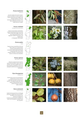 10
Prunus lusitanica
Azereiro
Uma das espécies de árvores sempre-
verdes que prefere os climas oceânicos
suaves característicos das regiões mais
húmidas do Norte e Centro do
Continente. Atinge 20m de altura e tem
valor ornamental, tal como a sua
madeira (de tom rosado).
Prunus mahaleb
Cerejeira-de-santa-lúcia
Árvore rara do interior trasmontano,
surgindo esporadicamente em encostas
secas e matas desta região. Altura até
10m, apresentando flores muito
fragrantes. Espécie ornamental, com
madeira dura.
2.ª fotografia: Carlos Aguiar
Prunus padus
Pado
Pequena árvore caducifólia até 10m de
altura. Muito rara, apresentando,
contudo, grande potencial como
ornamental, tendo exuberante floração
e suportando bem o frio e locais
sombrios. Reproduz-se facilmente por
estaca e os frutos são comestíveis.
Prunus spinosa
Abrunheiro-bravo
Arbusto ou pequena árvore até 6m,
característica de sebes, matos e orlas de
bosques. No oeste da região Centro, em
solos calcários ou basálticos, ocorre uma
subespécie endémica do nosso país (ssp.
insititioides).
Pyrus bourgaeana
Catapereiro
Pereira brava comum nos ecossistemas
mediterrânicos do Sul e interior,
sobretudo associada à azinheira e ao
sobreiro. Tem pequeno porte (até 10m),
embora frequentemente seja um
arbusto, devido às restrições
edafo-climáticas.
Pyrus communis
Pereira-brava
Espécie com porte até 12m, em Portugal
exclusiva da região das serras do Gerês e
da Cabreira. De ocorrência rara,
presume-se originada no
assilvestramento da pereira cultivada, da
qual é uma variedade ou simples forma
(var. pyraster).
 