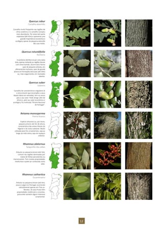 12
Quercus robur
Carvalho-alvarinho
Carvalho muito frequente nas regiões de
clima oceânico, é o carvalho europeu
mais abundante. Por vezes tem porte
majestoso (até 45m) e apresenta uma
grande importância económica e
ecológica, apesar da pequena extensão
das suas matas.
Quercus rotundifolia
Azinheira
A azinheira distribui-se por uma vasta
área, apenas evitando as regiões litorais
com clima húmido. Ocorre sob a forma
quer de pequeno arbusto, em
afloramentos rochosos, quer de grande
árvore em formações boscosas (até 20m)
ou, mais vulgarmente, em montados
abertos.
Quercus suber
Sobreiro
Carvalho de características singulares (é
a única árvore que recompõe a casca
depois desta ser extraída), tem no nosso
país o seu solar. Pode atingir 20m de
altura e, pelo seu valor económico e
ecológico, foi instituída “Árvore Nacional
de Portugal”.
Retama monosperma
Piorno-branco
Espécie arbustiva ou, por vezes,
pequena árvore até 4m de altura,
característica das areias litorais do
Algarve e da costa sudoeste. Muito
utilizada para fins ornamentais, seja ao
longo da rede viária, seja em espaços
urbanos.
Rhamnus alaternus
Sanguinho-das-sebes
Arbusto ou pequena árvore (até 4m),
comum nas regiões dominadas por
matas de folhas persistentes ou
marcescentes. Tem muitas propriedades
medicinais e pode ser conduzida como
sebe.
Rhamnus cathartica
Escambroeiro
Arbusto ou pequena árvore (até 6m),
pouco vulgar em Portugal, ocorrendo
naturalmente apenas em Trás-os-
Montes. Os seus frutos têm
propriedades medicinais e corantes,
possuindo também algum interesse
ornamental.
 
