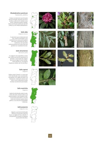 13
Rhododendron ponticum
Rododendro, adelfeira
Embora normalmente surja formando
densas formações arbustivas de até 4m
de altura, pode ocorrer também como
árvore, sobretudo quando cultivada.
Exibe uma floração espetacular (de Abril
a Maio) e é uma relíquia paleobotânica.
Salix alba
Salgueiro-branco
É uma árvore que se desenvolve até
25m, sendo inconfundível o tom
prateado da sua copa quando agitada
pelo vento. Distribuída por todo o
Continente, mas ocorrendo
preferencialmente nos troços finais dos
grandes rios. É produtora de vime.
Salix atrocinerea
Borrazeira-preta
É o salgueiro mais expandido no nosso
país, tendo uma enorme importância na
proteção e conservação das margens
dos cursos de água e zonas húmidas.
Porte arbustivo ou, com alguma
frequência, arbóreo, até 15m de altura.
Salix caprea
Salgueiro
Espécie similar à anterior, no nosso país
só foi identificada muito recentemente,
restringindo-se às regiões do Gerês e de
Montesinho. Exibe porte arbóreo (até
10m) e ocorre sobretudo em áreas
húmidas recentemente perturbadas.
Salix neotricha
Salgueiro
Espécie de distribuição ampla no país,
ainda não existe consenso sobre a sua
autonomização no seio do género Salix.
È uma árvore de até 20m e, tal como
muitas das restantes espécies deste
género, a sua casca tem propriedades
medicinais.
Salix purpurea
Salgueiro-roxo
Salgueiro cuja área de distribuição
natural se circunscreve à bacia do
Douro, na região de Trás-os-Montes. É
normalmente um arbusto ou pequena
árvore até 6m de altura.
 