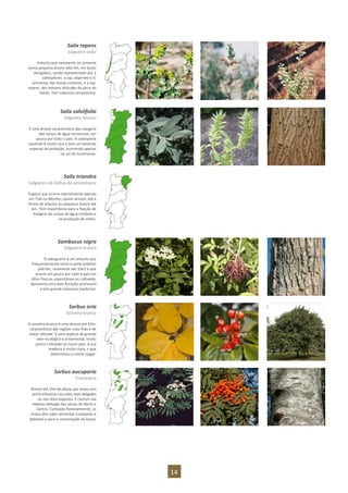 14
Salix repens
Salgueiro-anão
Arbusto que raramente se converte
numa pequena árvore (até 4m, em locais
abrigados), sendo representado por 2
subespécies: a ssp. argentea (=S.
arenaria), das dunas costeiras, e a ssp.
repens, das maiores altitudes da serra do
Gerês. Tem interesse ornamental.
Salix salviifolia
Salgueiro-branco
É uma árvore característica das margens
dos cursos de água torrenciais, um
pouco por todo o país. A subespécie
australis é muito rara e tem um estatuto
especial de proteção, ocorrendo apenas
no sul do Continente.
Salix triandra
Salgueiro-de-folhas-de-amendoeira
Espécie que ocorre naturalmente apenas
em Trás-os-Montes, quase sempre sob a
forma de arbusto ou pequena árvore até
6m. Tem importância para a fixação de
margens de cursos de água instáveis e
na produção de vimes.
Sambucus nigra
Salgueiro-branco
O sabugueiro é um arbusto que
frequentemente toma o porte arbóreo
(até 6m, raramente até 10m) e que
ocorre um pouco por todo o país em
sítios frescos, espontânea ou cultivada.
Apresenta uma bela floração primaveril
e tem grande interesse medicinal.
Sorbus aria
Sorveira-branca
A sorveira-branca é uma árvore até 25m,
característica das regiões mais frias e de
maior altitude. É uma espécie de grande
valor ecológico e ornamental, muito
pouco cultivada no nosso país. A sua
madeira é muito clara, o que
determinou o nome vulgar.
Sorbus aucuparia
Tramazeira
Árvore até 15m de altura, por vezes com
porte arbustivo nos solos mais delgados
ou nos sítios expostos. É comum nas
maiores altitudes das serras do Norte e
Centro. Cultivada florestalmente, os
frutos têm valor alimentar (compotas e
bebidas) e para a conservação da fauna.
 