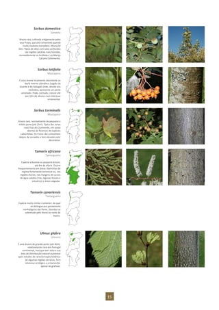 15
Sorbus domestica
Sorveira
Árvore rara, cultivada antigamente pelos
seus frutos, que são comestíveis quando
muito maduros (sorvados). Altura até
10m. Típica de sítios com solos profundos
nas regiões calcárias mais húmidas,
nomeadamente na Arrábida e no Maciço
Calcário Estremenho.
Sorbus latifolia
Mostajeiro
É uma árvore localmente abundante na
Beira Interior planáltica (região da
Guarda e do Sabugal) onde, devido aos
incêndios, apresenta um porte
amoitado. Pode, contudo, crescer até
aos 10m de altura e tem interesse
ornamental.
Sorbus torminalis
Mostajeiro
Árvore rara, normalmente de pequeno a
médio porte (até 25m). Típica das zonas
mais frias do Continente, em zonas
abertas de florestas de espécies
caducifólias. Os frutos são comestíveis
depois de sorvados e tem elevado valor
decorativo.
Tamarix africana
Tamargueira
Espécie arbustiva ou pequena árvore,
até 8m de altura. Ocorre
frequentemente em áreas ribeirinhas de
regime fortemente torrencial ou, nas
regiões litorais, nas margens de cursos
de água salobra (rias, lagunas litorais e
estuários) e áreas salgadas.
Tamarix canariensis
Tamargueira
Espécie muito similar à anterior, da qual
se distingue por pormenores
morfológicos das flores. Distribui-se
sobretudo pelo litoral ao norte de
Aveiro.
Ulmus glabra
Ulmeiro
É uma árvore de grande porte (até 40m),
relativamente rara em Portugal
continental, mas que tem visto a sua
área de distribuição natural aumentar
após estudos de caracterização botânica
de algumas regiões serranas. Tem
interesse ecológico e ornamental,
apesar da grafiose.
 