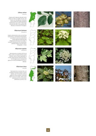 16
Ulmus minor
Ulmeiro
Espécie até há algumas décadas muito
vulgar em todas as regiões do país, tem
vindo a ser dizimada por sucessivas
novas estirpes do fungo da grafiose
(Ophiostoma novo-ulmi). Pode atingir
um porte de 30m e tem grande valor
florestal, ornamental e forrageiro.
Viburnum lantana
Noveleiro
Espécie arborescente muito rara da flora
trasmontana, recentemente descoberta,
ocorrendo no extremo ocidental do
Parque Natural de Montesinho
(freguesia de Vilar Seco de Lomba). É
contudo utilizada para fins ornamentais,
podendo atingir os 6m de altura.
Fotografias: V. Alves
Viburnum opulus
Noveleiro
Normalmente um arbusto até 4m de
altura, pode no entanto alcançar porte
arbóreo, até 6m. Muito expandida na
Europa, Oeste da Ásia e Norte de África,
em Portugal ocorre naturalmente
apenas em certas localidades de Trás-os-
Montes.
Viburnum tinus
Folhado
Normalmente um arbusto alto, em
condições favoráveis atinge um porte
arbóreo, até 7m de altura. Aprecia
regiões de clima oceânico, tolerando
alguma secura no verão, sendo muito
utilizada para fins ornamentais,
sobretudo no Centro e Sul.
 