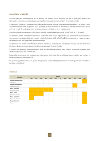 19
COLHEITA DE SEMENTES
Caso se opte pela sementeira (p. ex. de bolotas, de pinhões ou de penisco), em vez da plantação, deverão ser
observados os aspetos técnicos e legais que seguidamente se apresentam, embora de forma resumida.
É importante conhecer a época de maturação de cada espécie florestal, uma vez que só nesta época se devem colher
as sementes/frutos a fim de garantir a sua qualidade. O início da época de maturação é indicado pela mudança de cor
do fruto – muda de verde para outra cor (castanho e vermelho são as cores mais comuns).
O pinheiro-manso tem uma época de colheita definida em legislação (Decreto-Lei n.º 77/2015, de 12 de maio).
As sementes devem ser colhidas em árvores adultas em bom estado vegetativo e que apresentem as características
que se querem propagar, dado que naquele estágio de idade e saúde a frutificação é mais abundante e a percentagem
de sementes com boa capacidade germinativa maior.
As sementes não devem ser colhidas em árvores isoladas ou num conjunto reduzido de árvores, nem nas árvores de
bordadura de povoamentos, pois o risco de consanguinidade é muito elevado.
A colheita de sementes num povoamento deve ser efetuada nas árvores mais centrais e nas que estiverem mais
afastadas de árvores mal conformadas.
Deve colher-se semente nos povoamentos próximos do local onde vão ser utilizadas ou em regiões que tenham as
mesmas condições edafoclimáticas.
No quadro seguinte indicam-se as épocas mais propícias para a colheita de sementes, devendo igualmente consultar-se
Carvalho et al. (2014).
Resinosas
Espécies
Meses
jan fev mar abr mai jun jul ago set out nov dez
Juniperus oxycedrus
Oxicedro
Juniperus turbinata
Sabina-da-praia
Pinus pinaster
Pinheiro-bravo
Pinus pinea
Pinheiro-manso
Pinus sylvestris
Pinheiro-silvestre
Taxus baccata
Teixo
 