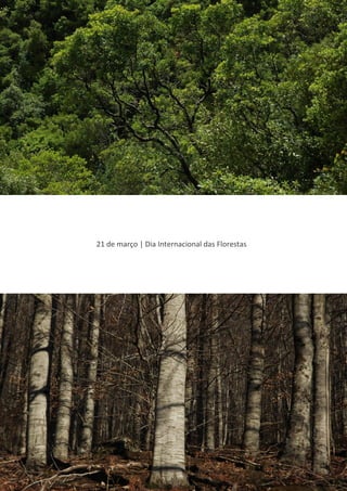 21 de março | Dia Internacional das Florestas
 