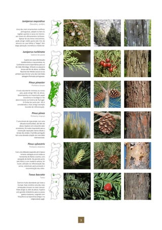 3
Juniperus oxycedrus
Oxicedro, zimbro
Uma das mais ornamentais coníferas
portuguesas, adapta-se bem às
regiões quentes e secas do interior,
por vezes em afloramentos rochosos.
Apesar do seu lento crescimento,
pode atingir médio porte (até 15m de
altura) e as suas folhas e “bagas” têm
larga aplicação cosmética e medicinal.
Juniperus turbinata
Sabina-da-praia
Espécie de vasta distribuição
mediterrânica e macaronésia, no
Continente ocorre espontânea para sul
do Cabo Mondego. Arbusto ou pequena
árvore até 8m de altura, na Mata
Nacional dos Medos associa-se ao
pinheiro para formar uma das mais belas
paisagensflorestaisportuguesas.
Pinus pinaster
Pinheiro-bravo
A mais abundante resinosa no nosso
país, pode atingir 40m de altura.
Desempenha um importante papel
económico e ecológico e foi
determinante na história de Portugal.
O Pinhal de Leiria (séc. XII) é
considerado o mais antigo exemplo
mundial de reflorestação.
Pinus pinea
Pinheiro-manso
É uma árvore de copa ampla, com uma
silhueta inconfundível, até 30m de
altura. Espécie com crescente valor
económico, foi muito importante para a
construção naval pelo menos desde o
tempo dos árabes. O pinhão português
tem uma elevada cotação nos mercados
internacionais.
Pinus sylvestris
Pinheiro-silvestre
Com uma dilatada expansão até à época
romana, extinguiu-se em todas as
montanhas do Norte e Centro, com
excepção do Gerês. De grande porte
(até 40m) e com madeira valiosa, foi
muito utilizado na reflorestação das
serras, sobretudo para proteção e
reconstituição dos solos.
Taxus baccata
Teixo
Outrora muito abundante por toda a
Europa, hoje constitui uma das mais
ameaçadas árvores no meio natural.
Pode atingir os 20m de altura. Espécie
com grande simbolismo para os povos
galaico-lusitanos, surgindo com
frequência na toponímia antiga e na
religiosidade pagã.
 