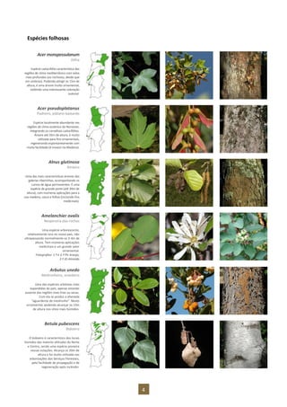 4
Espécies folhosas
Acer monspessulanum
Zelha
Espécie caducifólia característica das
regiões de clima mediterrânico com solos
mais profundos (ou rochosos, desde que
em umbrias). Podendo atingir os 15m de
altura, é uma árvore muito ornamental,
exibindo uma interessante coloração
outonal.
Acer pseudoplatanus
Padreiro, plátano-bastardo
Espécie localmente abundante nas
regiões de clima oceânico do Noroeste,
integrando os carvalhais caducifólios.
Árvore até 35m de altura, é muito
utilizada para fins ornamentais,
regenerando espontaneamente com
muita facilidade (é invasor na Madeira).
Alnus glutinosa
Amieiro
Uma das mais características árvores das
galerias ribeirinhas, acompanhando os
cursos de água permanentes. É uma
espécie de grande porte (até 30m de
altura), com inúmeras aplicações para a
sua madeira, casca e folhas (incluindo fins
medicinais).
Amelanchier ovalis
Nespereira-das-rochas
Uma espécie arborescente,
relativamente rara no nosso país, não
ultrapassando normalmente os 3-4m de
altura. Tem inúmeras aplicações
medicinais e um grande valor
ornamental.
Fotografias: 1.ª e 2.ª PV Araújo;
3.ª JD Almeida
Arbutus unedo
Medronheiro, ervedeiro
Uma das espécies arbóreas mais
expandidas do país, apenas estando
ausente das regiões mais frias ou secas.
Com ela se produz a afamada
“aguardente de medronho”. Muito
ornamental, podendo alcançar os 15m
de altura nos sítios mais húmidos.
Betula pubescens
Bidoeiro
O bidoeiro é característico dos locais
húmidos das maiores altitudes do Norte
e Centro, sendo uma espécie pioneira
nessas estações. Alcança os 20m de
altura e foi muito utilizada nas
arborizações dos Serviços Florestais,
pela facilidade de propagação e de
regeneração após incêndio.
 