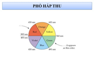 PHỔ HẤP THU
 