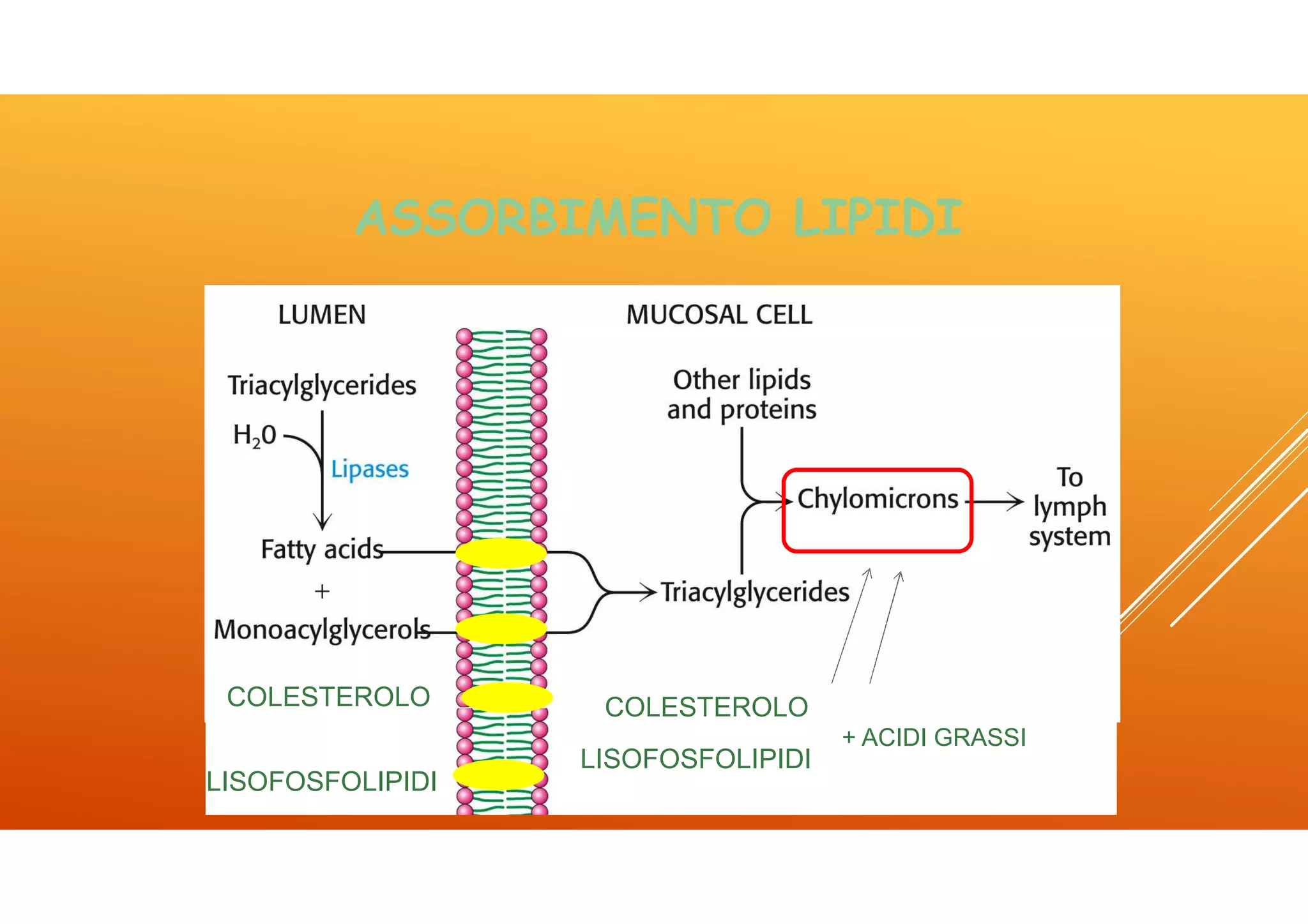 Icom lez 4 lipidi | PDF