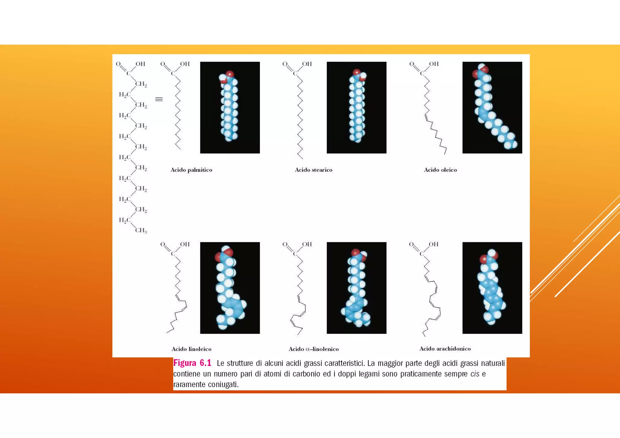 Icom lez 4 lipidi | PDF