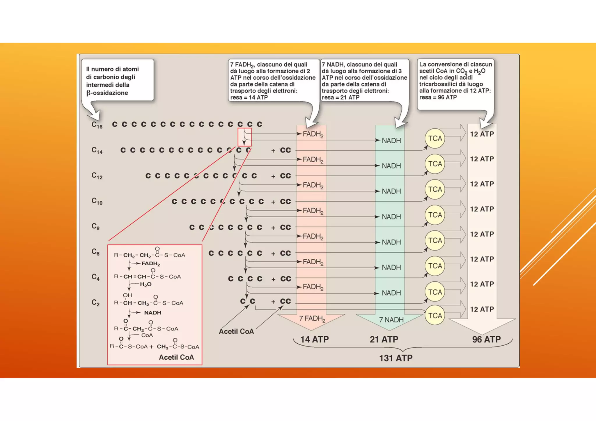 Icom lez 4 lipidi | PDF