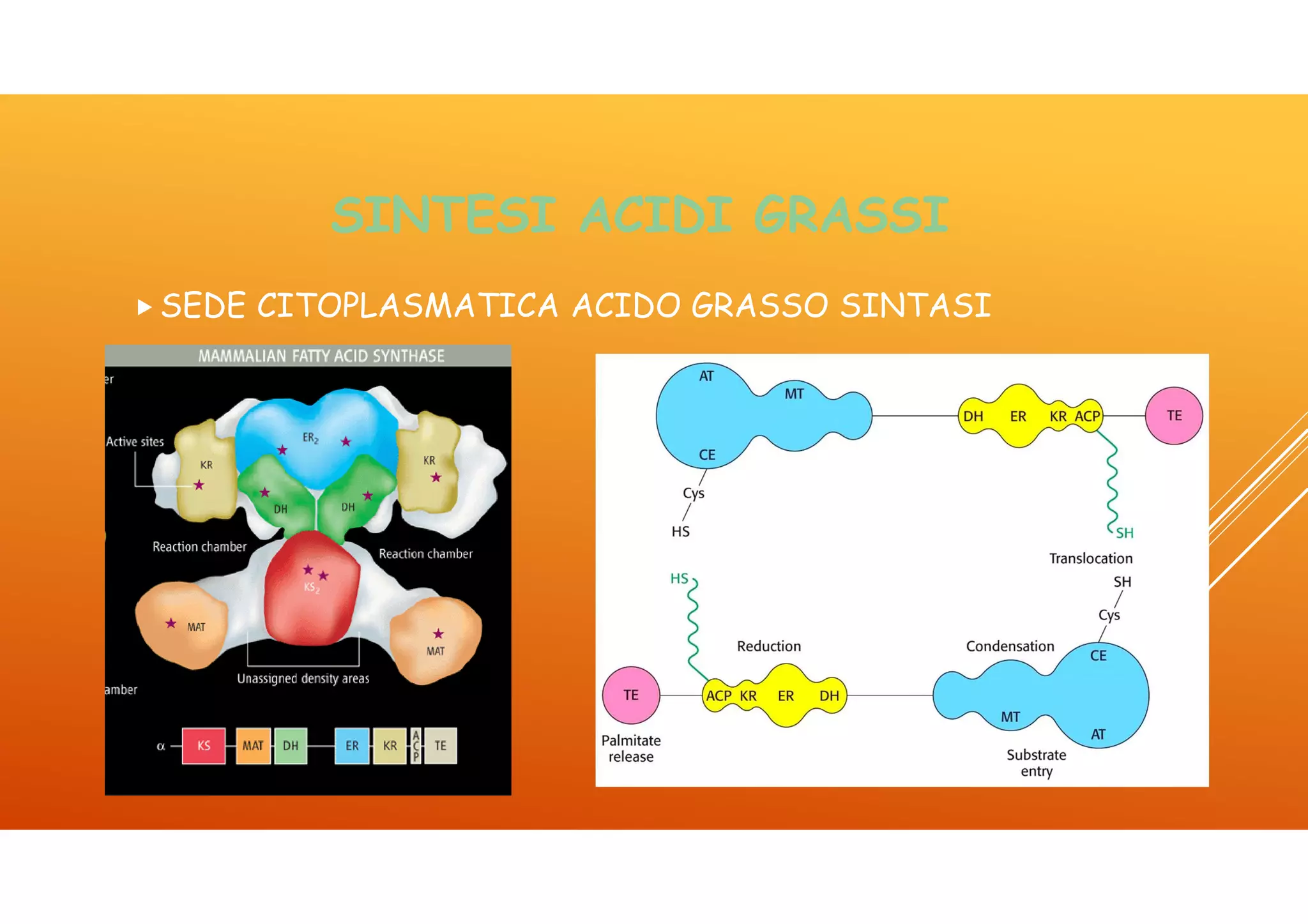 Icom lez 4 lipidi | PDF