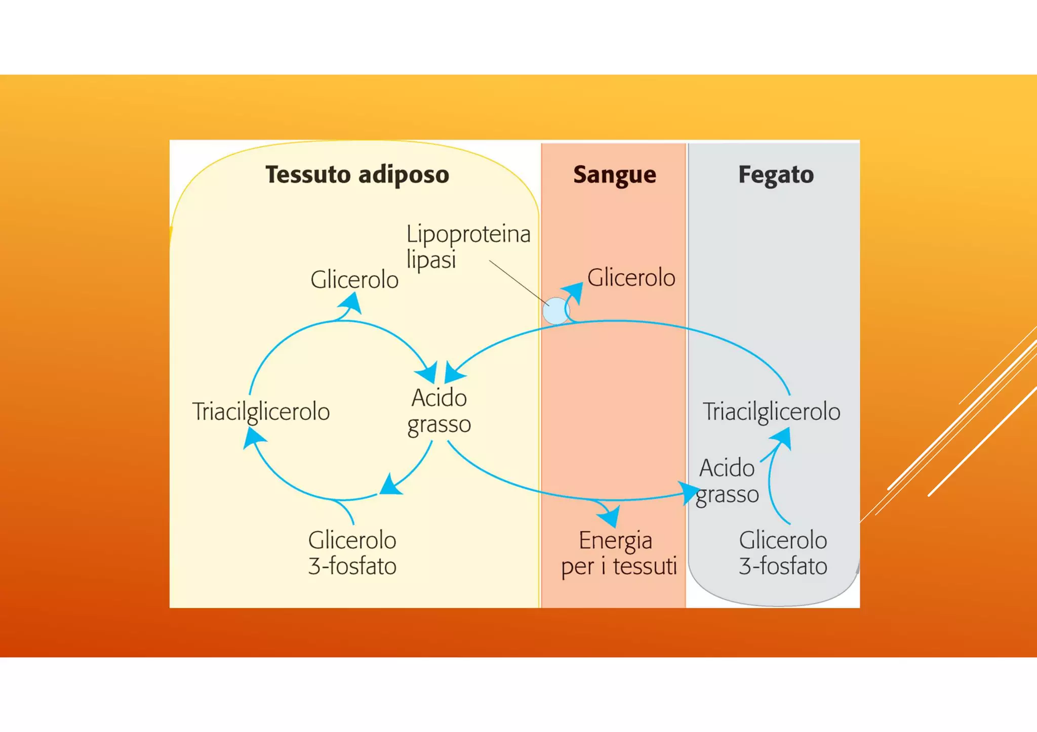 Icom lez 4 lipidi | PDF