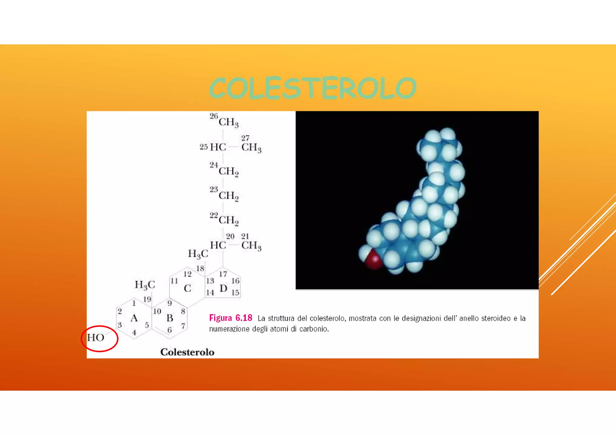 Icom lez 4 lipidi | PDF