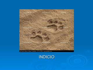 INDICIO 