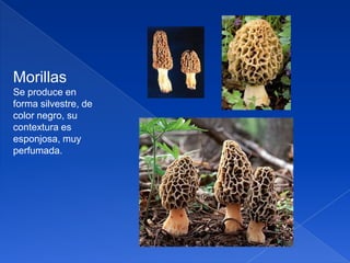 Morillas
Se produce en
forma silvestre, de
color negro, su
contextura es
esponjosa, muy
perfumada.

 