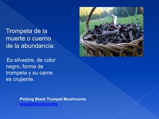 Trompeta de la
muerte o cuerno
de la abundancia:
Es silvestre, de color
negro, forma de
trompeta y su carne
es crujiente.

Picking Black Trumpet Mushrooms
scout24mushrooms

 