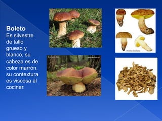 Boleto
Es silvestre
de tallo
grueso y
blanco, su
cabeza es de
color marrón,
su contextura
es viscosa al
cocinar.

 