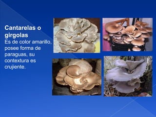 Cantarelas o
girgolas
Es de color amarillo,
posee forma de
paraguas, su
contextura es
crujiente.

 