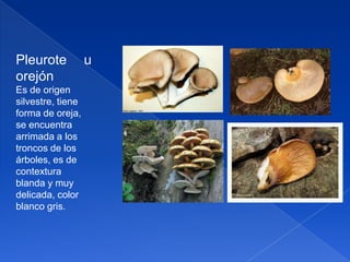 Pleurote
orejón
Es de origen
silvestre, tiene
forma de oreja,
se encuentra
arrimada a los
troncos de los
árboles, es de
contextura
blanda y muy
delicada, color
blanco gris.

u

 