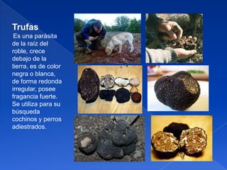 Trufas
Es una parásita
de la raíz del
roble, crece
debajo de la
tierra, es de color
negra o blanca,
de forma redonda
irregular, posee
fragancia fuerte.
Se utiliza para su
búsqueda
cochinos y perros
adiestrados.

 