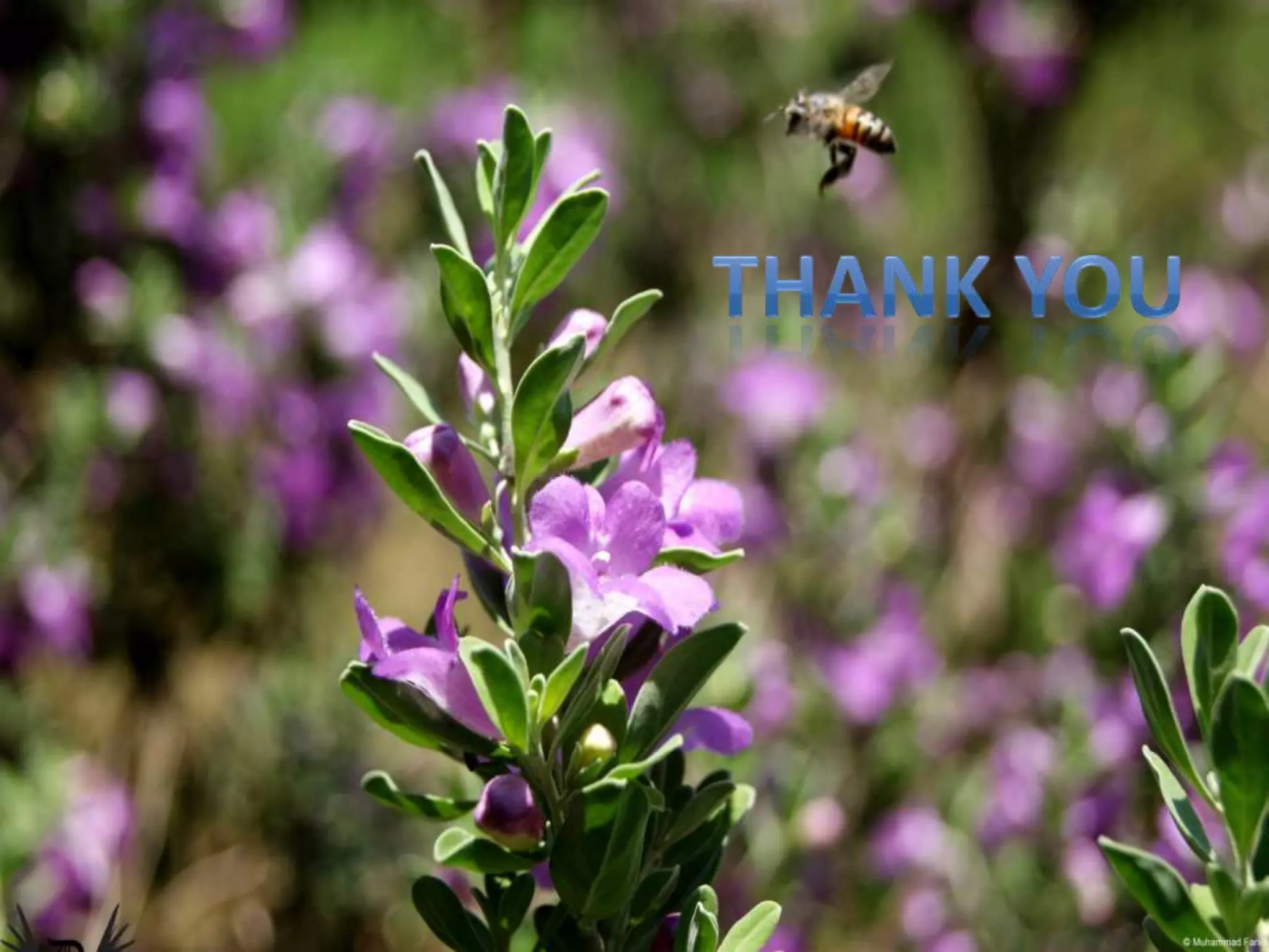 Intracranial pressure - waveforms and monitoring