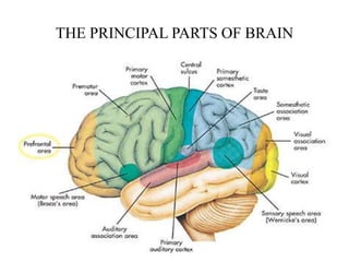 THE PRINCIPAL PARTS OF BRAIN

 