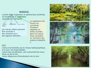 MARAIS
couche d'eau stagnante, en général peu profonde,
et envahie par la végétation
aquatique ou herbacée.
La végétation des
marais est
constituée
d'espèces
adaptées au
milieu humide.
Dans les marais
d'eau saumâtre,
on rencontre des
espèces halophile
s.
douce - stagnante - plus ou moins
salée
Les marais côtiers peuvent
être associés à
des estuaires ou à
des lagunes littorales.
Où?
•zones mal drainées par le réseau hydrographique,
et à sous-sol imperméable.
•zones peu accidentées, soit à proximité de cours
d'eau ou de la mer
•creux dépourvus d'écoulement vers la mer.
 