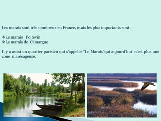 Les marais sont très nombreux en France, mais les plus importants sont:
Le marais Poitevin
Le marais de Camargue
Il y a aussi un quartier parisien qui s’appelle “Le Marais”qui aujourd’hui n’est plus une
zone marécageuse.
 