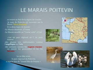  se trouve au Sud de la région de Vendée
 la zone de Poitevin est traversée par le
fleuve “Sèvre Niortaise”
 il y a deux types de marais:
-Le Marais desséché, à l’ouest
-Le Marais mouillé ou “Venise verte”, à l’est
 c’est un parc régional où l’ on peux
trouver
-des plantes très intéressantes, comme
l’angélique ou l’iris.
-des animaux comme les cygnes royaux,
ou encore les grenouilles et les les
hérons.
Le 20 Mai 2010,
le parc régional du Poitevin,
a reçu le titre de "Grand Site du France ».
 