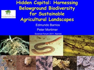 Hidden Capital: Harnessing
 Belowground Biodiversity
     for Sustainable
 Agricultural Landscapes
        Edmundo Barrios
         Peter Mortimer
       Science Forum 2011, Nairobi
 
