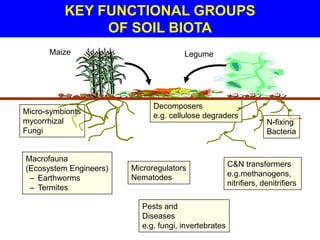 KEY FUNCTIONAL GROUPS
               OF SOIL BIOTA
      Maize                           Legume




                              Decomposers
Micro-symbionts
                              e.g. cellulose degraders
mycorrhizal                                                        N-fixing
Fungi                                                              Bacteria


Macrofauna
                        Microregulators               C&N transformers
(Ecosystem Engineers)
                                                      e.g.methanogens,
 – Earthworms           Nematodes
                                                      nitrifiers, denitrifiers
 – Termites

                          Pests and
                          Diseases
                          e.g. fungi, invertebrates
 
