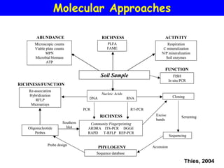 Molecular Approaches

        ABUNDANCE                           RICHNESS                          ACTIVITY
       Microscopic counts                      PLFA                            Respiration
       Viable plate counts                     FAME                          C mineralization
             MPN                                                            N/P mineralization
       Microbial biomass                                                      Soil enzymes
              ATP
                                                                              FUNCTION
                                           Soil Sample                                FISH
                                                                                   In situ PCR
RICHNESS/FUNCTION
    Re-association
    Hybridization                           Nucleic Acids
                                     DNA                     RNA                     Cloning
        RFLP
     Microarrays
                                   PCR                        RT-PCR
                                           RICHNESS                      Excise
                                                                                           Screening
                                                                         bands
                        Southern      Community Fingerprinting
   Oligonucleotide        blot       ARDRA ITS-PCR DGGE
       Probes                        RAPD T-RFLP REP-PCR
                                                                                   Sequencing

               Probe design                                            Accession
                                           PHYLOGENY
                                         Sequence database

                                                                                            Thies, 2004
 