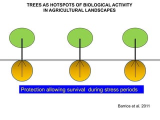 TREES AS HOTSPOTS OF BIOLOGICAL ACTIVITY
        IN AGRICULTURAL LANDSCAPES




Protection allowing survival during stress periods


                                         Barrios et al. 2011
 