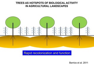 TREES AS HOTSPOTS OF BIOLOGICAL ACTIVITY
      IN AGRICULTURAL LANDSCAPES




     Rapid recolonization and function


                                     Barrios et al. 2011
 