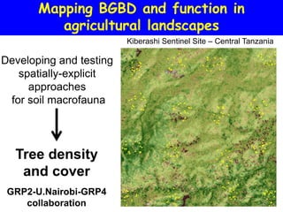 Mapping BGBD and function in
          agricultural landscapes
                         Kiberashi Sentinel Site – Central Tanzania

Developing and testing
   spatially-explicit
     approaches
 for soil macrofauna




  Tree density
   and cover
 GRP2-U.Nairobi-GRP4
    collaboration
 